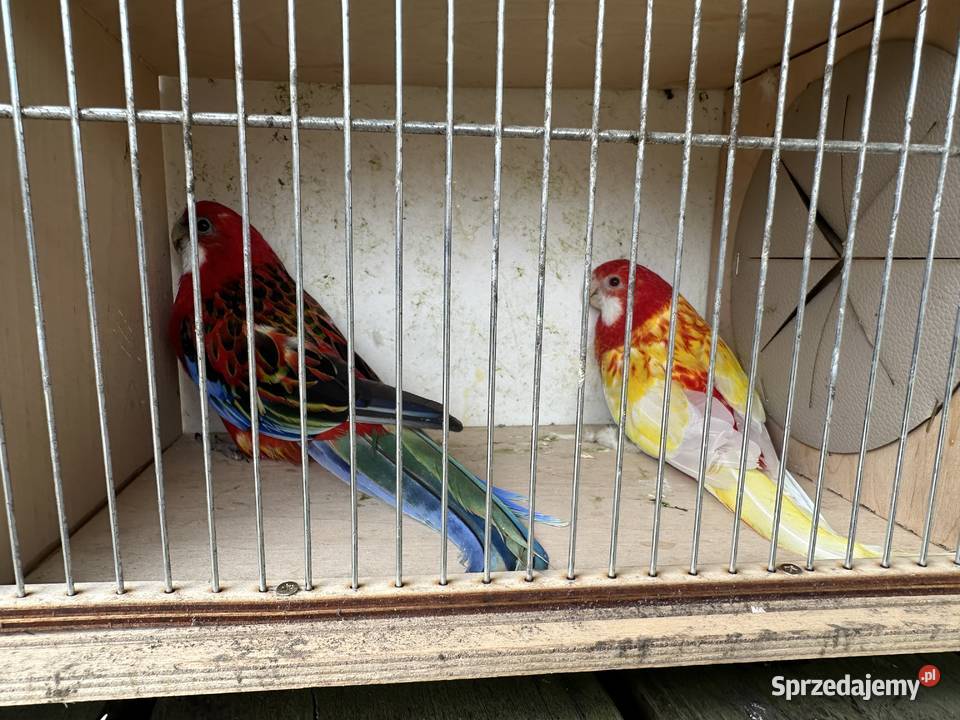 Aleksandretty obrożne Żory