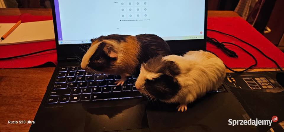 Sprzedam świnki morskie Piła sprzedam