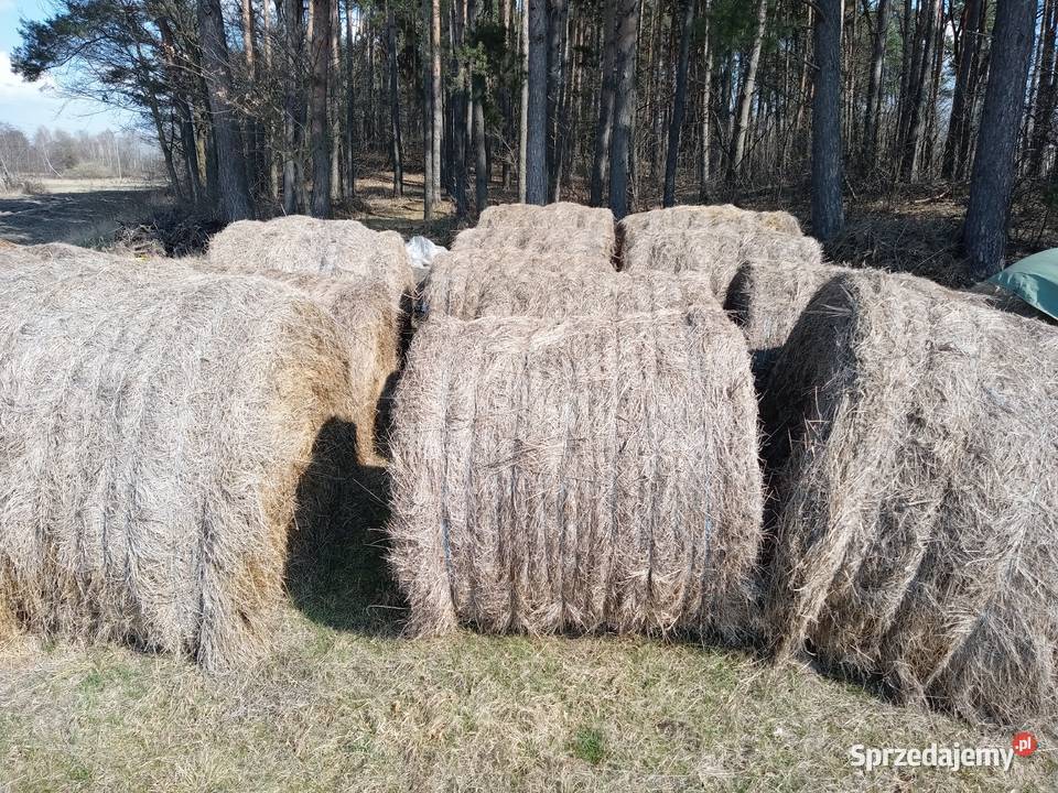 Bele siana siano 2025