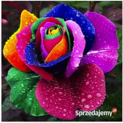 Tęczowa Róża Nasiona Rainbow dostawa bezpłatnie Warszawa sprzedam