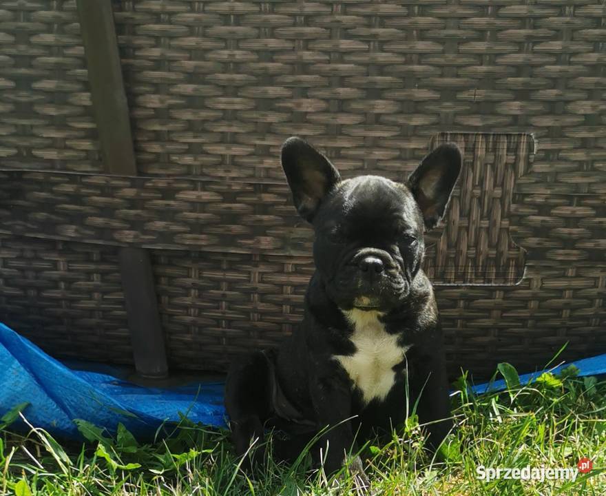Buldog francuski Buldog