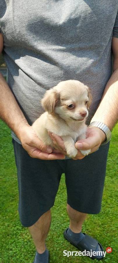 Chihuahua długowłosa szczeniaki Tarnów