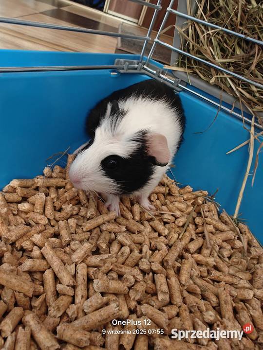 Świnka morska Zelów