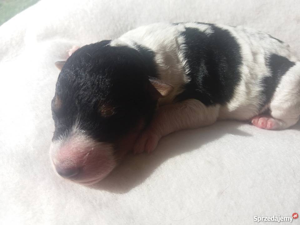 Szczenięta foksterier szorstkowłosy wielkopolskie Rogoźno