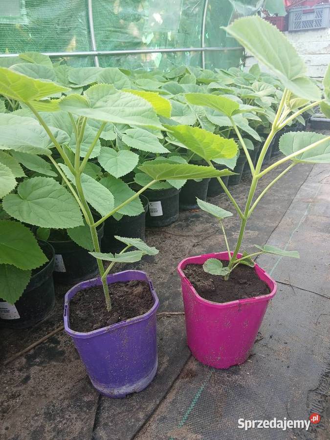 Drzewa tlenowe paulownia omszana oxygen tree sprzedam