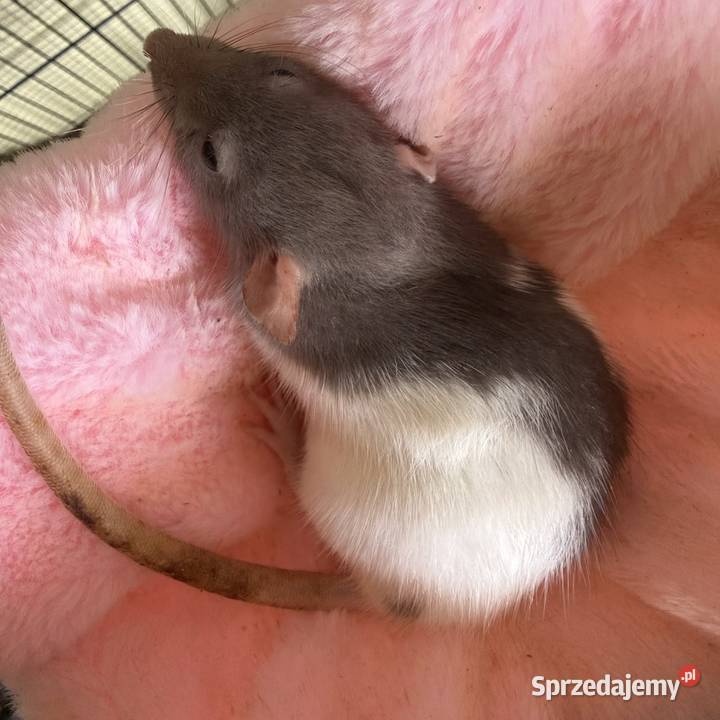 Szczury dumbo Łódź