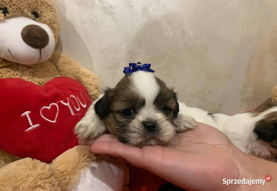 Shih tzu szczeniaki Żory