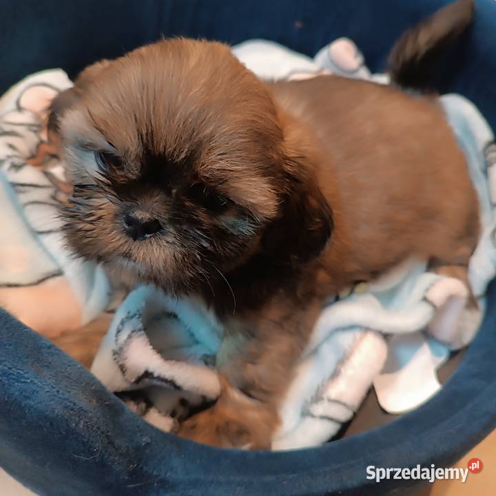 Shih tzu suczka Bolesławiec
