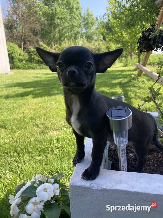 Chihuahua szczeniak Raczyce