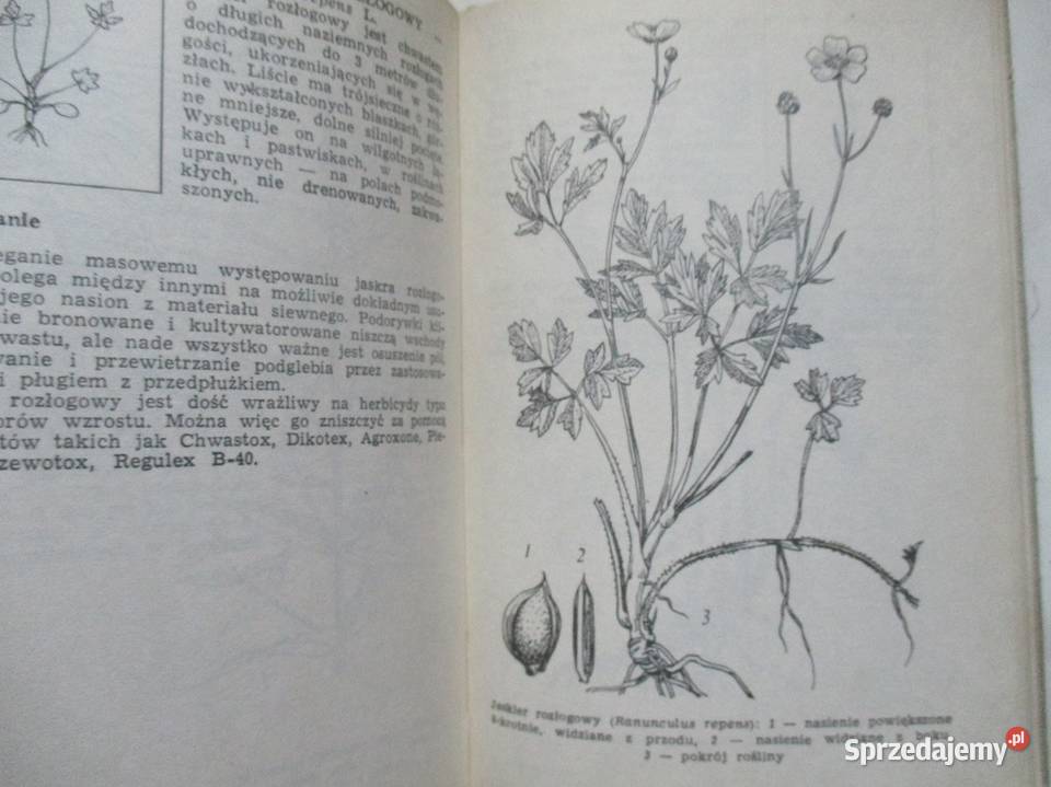 Chwasty i ich zwalczanie HDomańska chwasty Książki naukowe i popularnonaukowe łódzkie Łódź