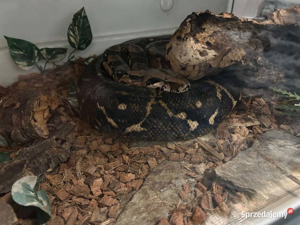 Wąż Boa constrictor imperator z wyposazeniem Olsztyn
