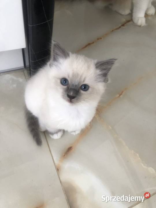 Kotki Ragdoll Ragdoll warmińsko-mazurskie Olsztyn