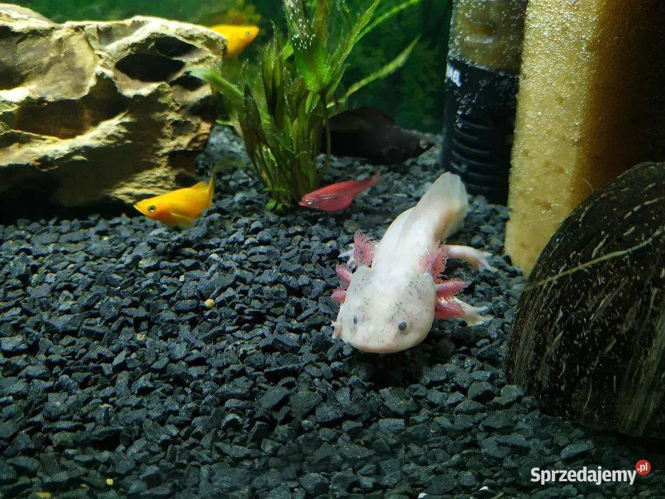 Aksolotl meksykański ambystoma meksykańska małopolskie Kolonia sprzedam