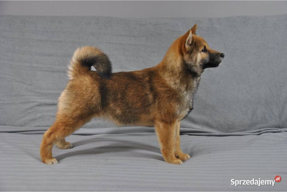 Shiba Inu Śliczny piesek z rodowodem Kamienna Góra
