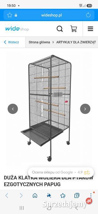 Amazonka oratrix para oswojone Sandomierz