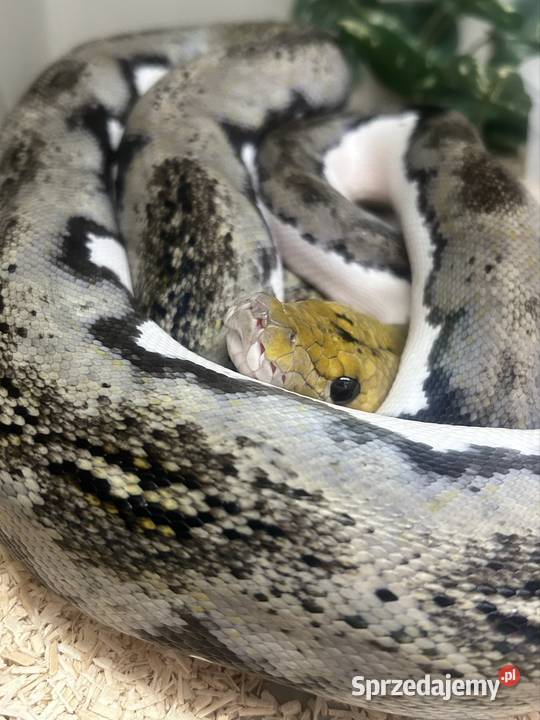 Samiec siaty Pied tiger het albino Jaworzno