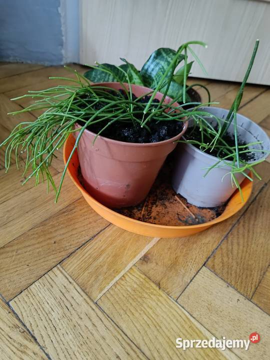 Kwiaty różne odmiany Rośliny Gdańsk