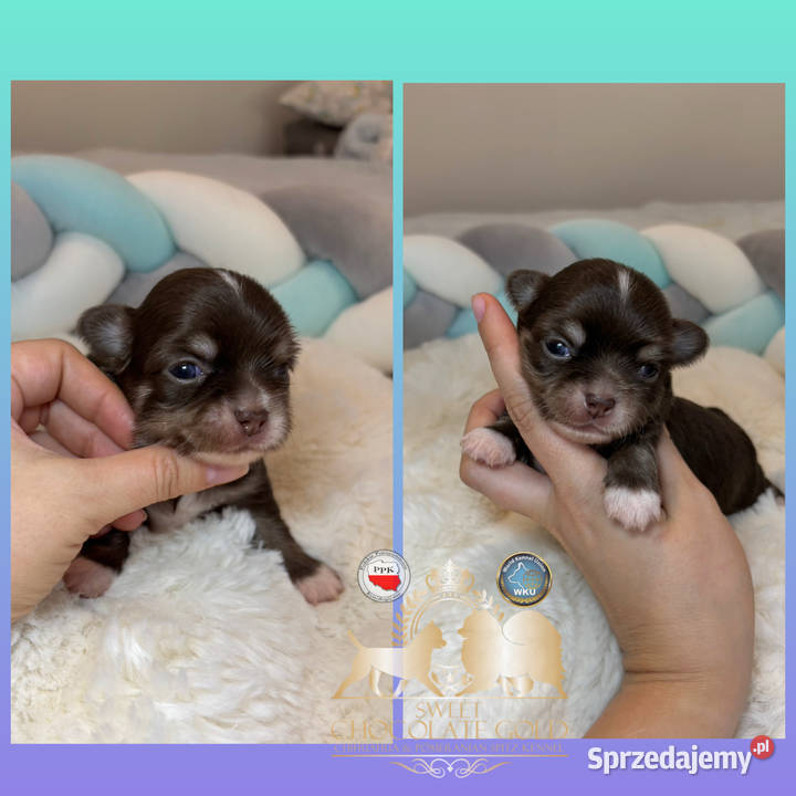 Chihuahua mini piesek czekoladowy długowłosy Bełchatów