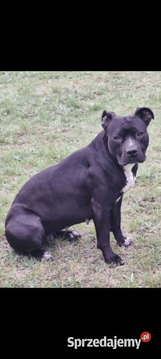 szczeniak american Pitbull terrier Bolesławiec