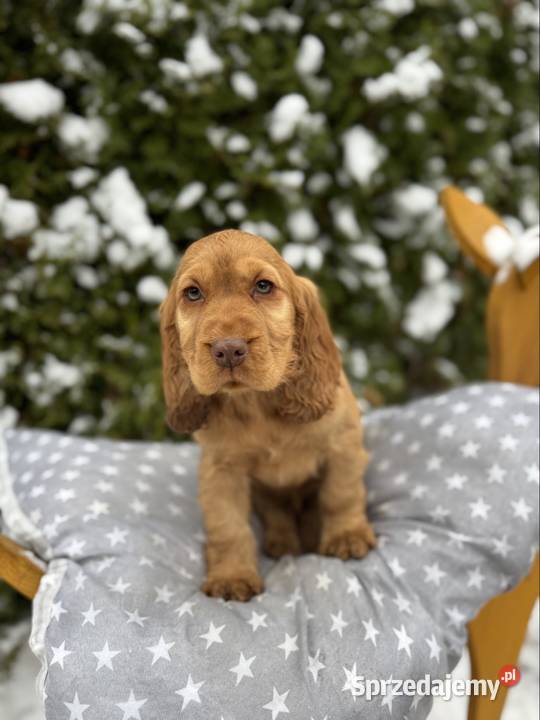 Jedyny taki Piękny piesek Cocker Spaniel mazowieckie Warszawa sprzedam