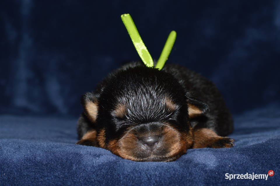 Rottweiler szczeniak samiec ZKwP