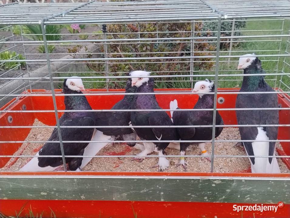 Gołębie Ozdobne Blachownia sprzedam