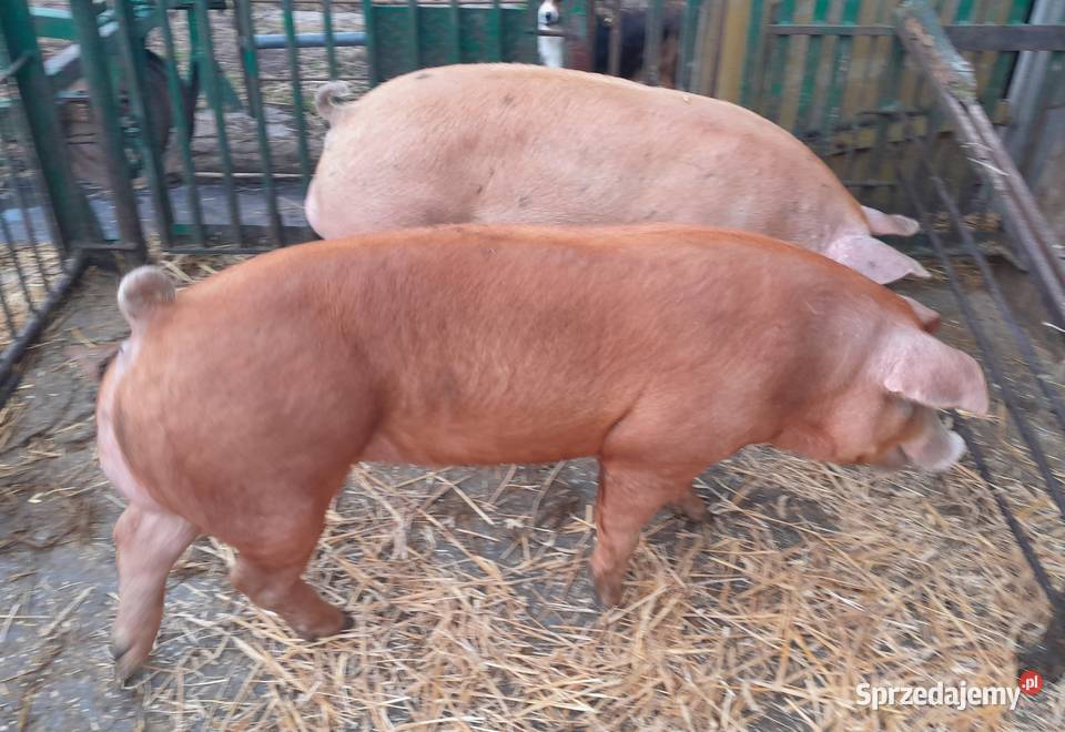 knurki Duroc x Pietrain Strzałkowo
