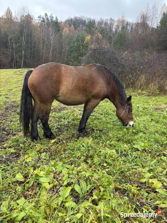 Likwidacja stada klacze PKZ Konie Olchowa