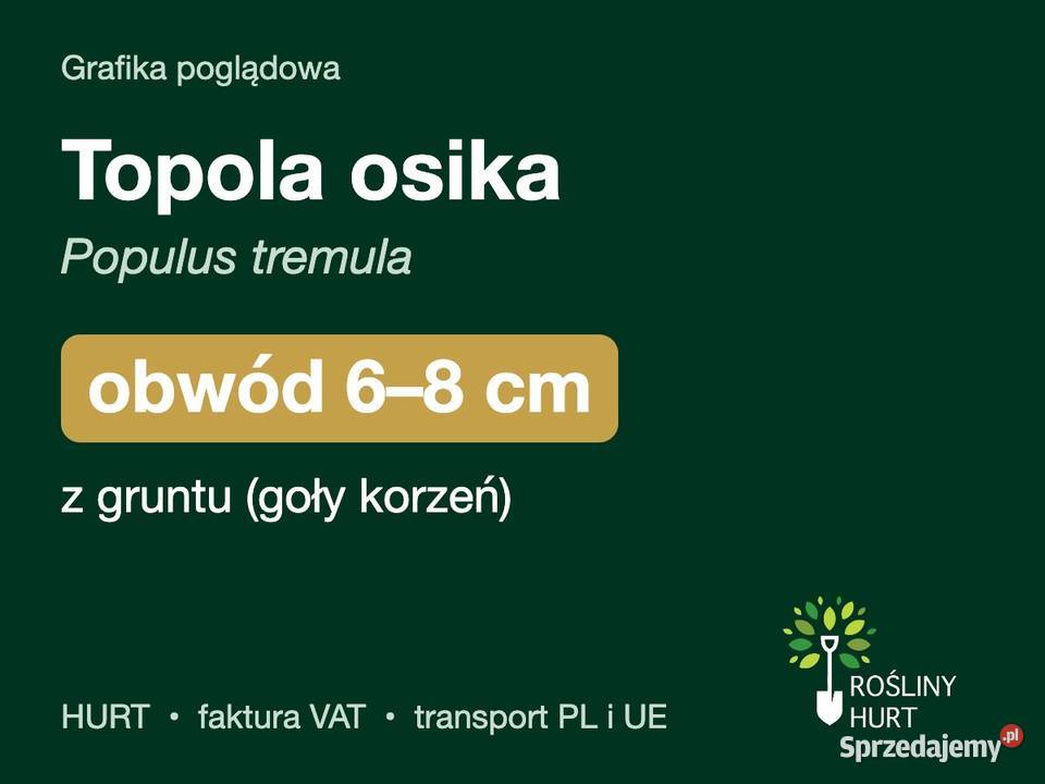 Topola osika Populus tremula obwód 68 z gruntu
