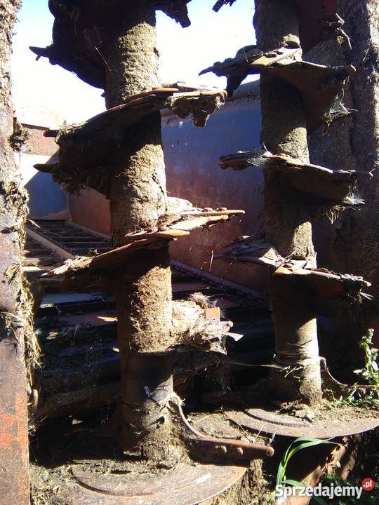 Rozrzutnik Jeantil Wąsosz