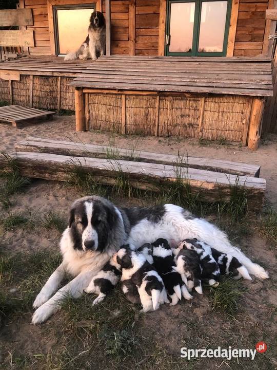 Mastif pirenejski rodzinny molos stróżujący Pupki