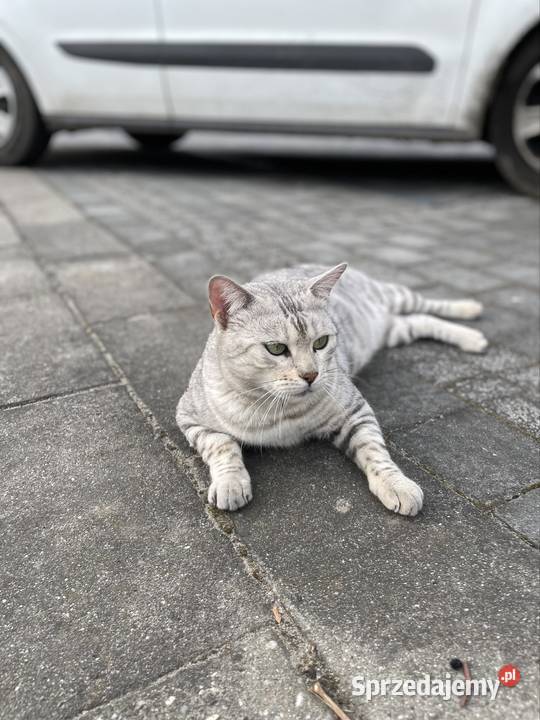 Pohodowlana kotka bengalska sprzedam