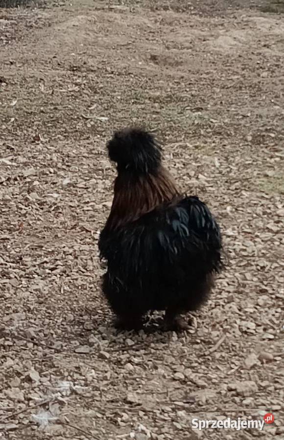 Sprzedam koguta silki kury jedwabiste Tomiszowice