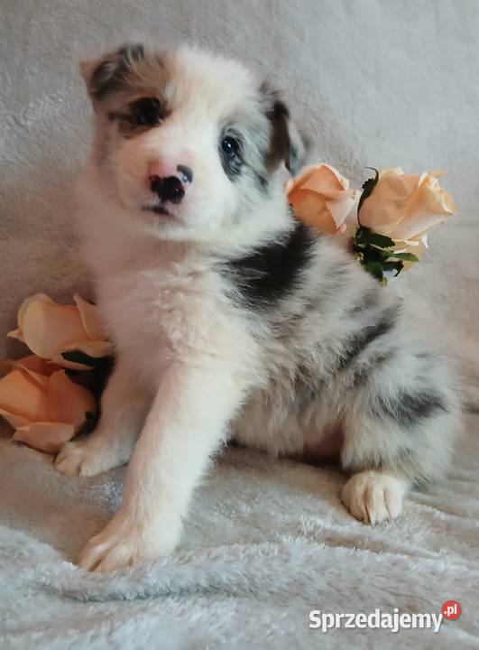 Border collie blue merle Toruń