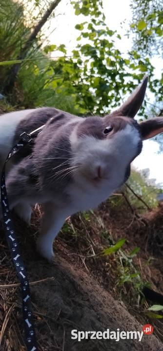 Sprzedam króliczki każełki mini tedi Gryzonie Zwierzewo