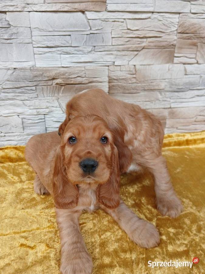 Śliczne Szczenięta Cocker Spaniel Angielski Sieradz