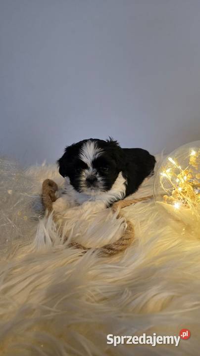 Shih Tzu szczeniaczki Łódź