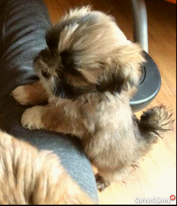 Lhasa Apso sprzedam Konin sprzedam