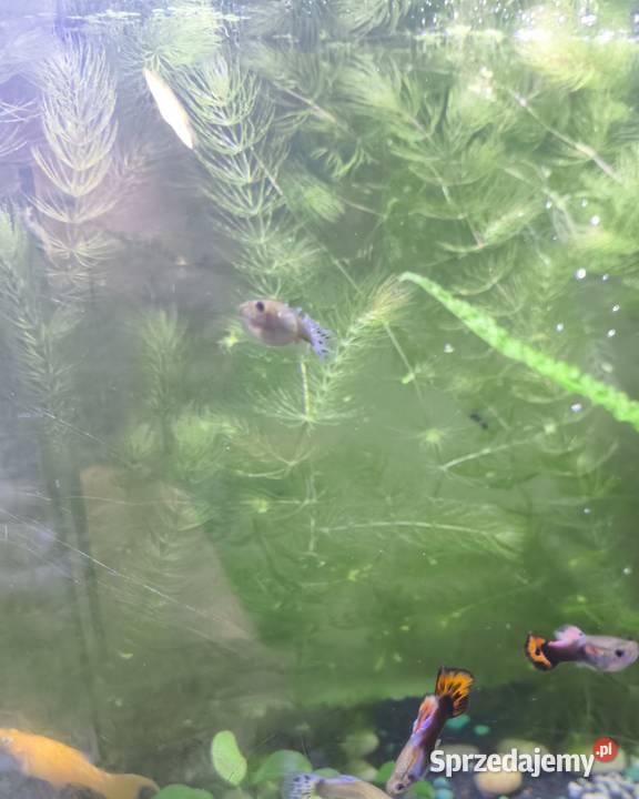 Guppi Ryby Sosnowiec