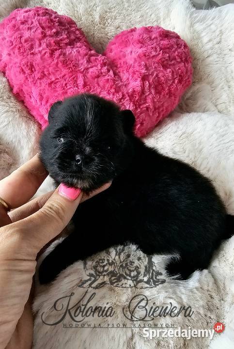 Szpic MiniaturowyPomeranian piesek czarny ze Sędziejowice