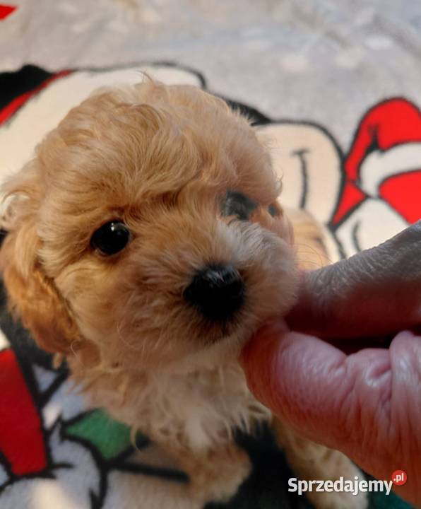 Maltipoo piesek biszkoptowy Zwierzęta mazowieckie Wyszków