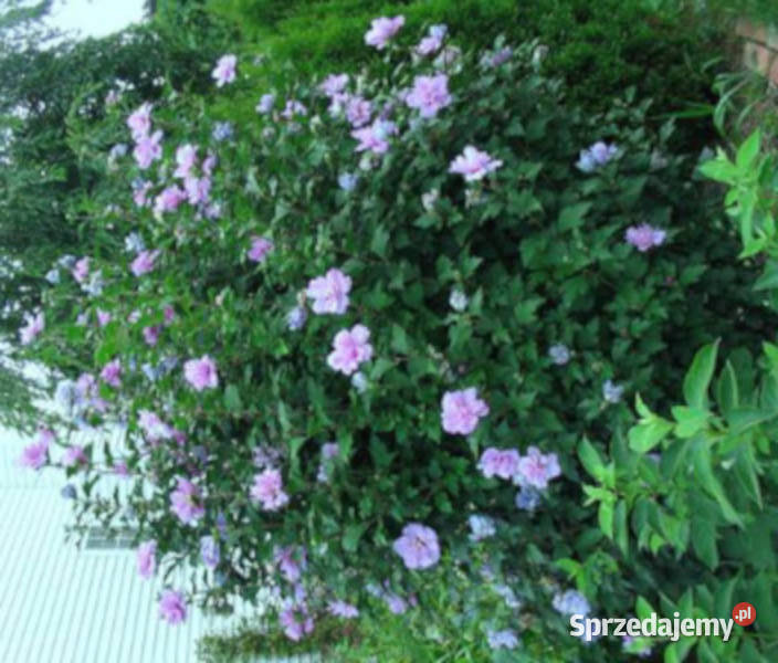 KETMIA SYRYJSKA Hibiscus syriacus NASIONA 600 Nasiona kujawsko-pomorskie