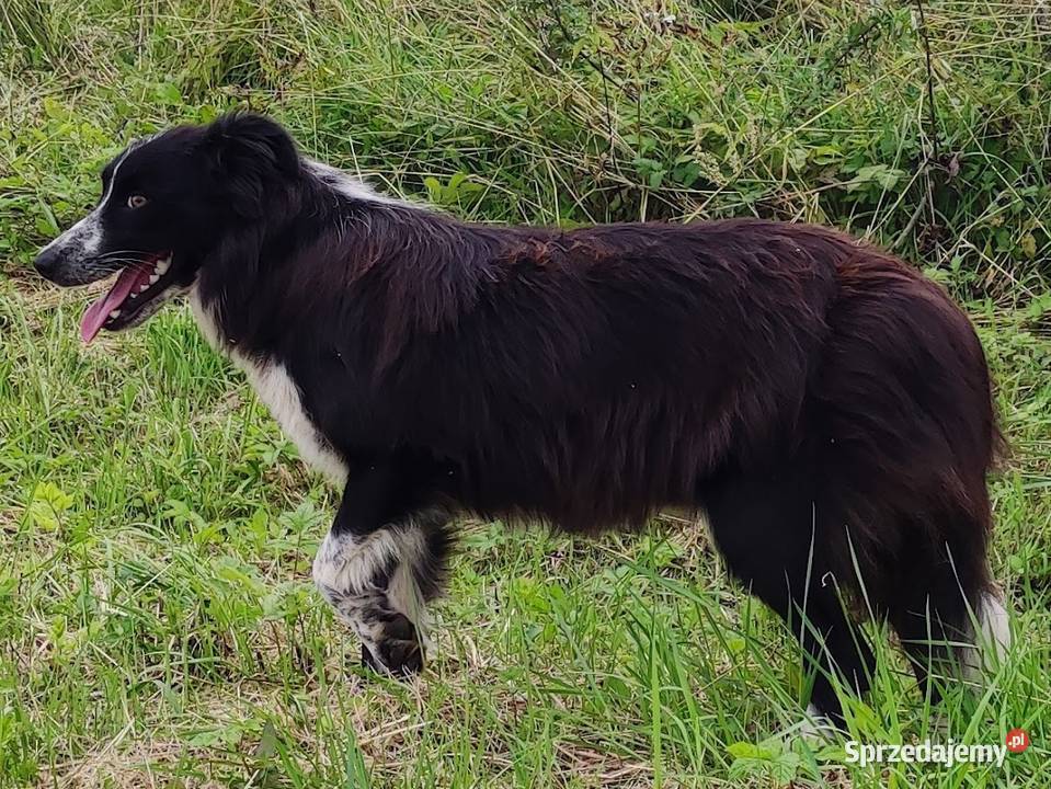 Suczka Border Collie Rasowy Szczeniak z Hodowli podkarpackie Iwonicz