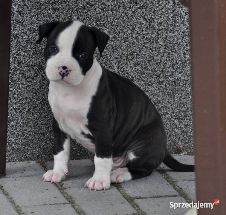 Amstaff zkwp przepiękny piesek Koziegłowy
