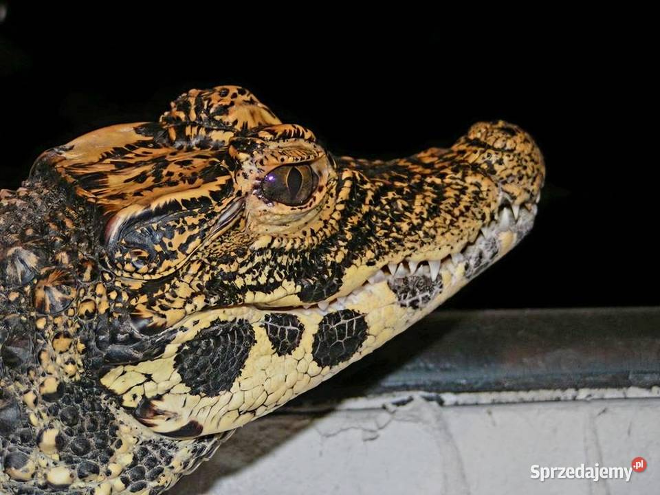 Młode Krokodyle krótkopyskie Osteolaemus Katowice
