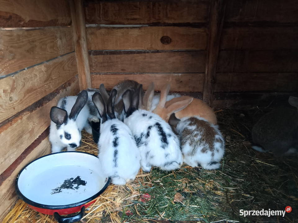 Króliki Gorzkowice
