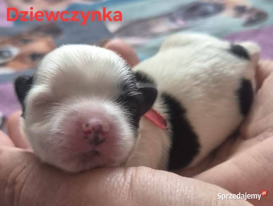 Do Rezerwacji Szczenięta Morkie Konin