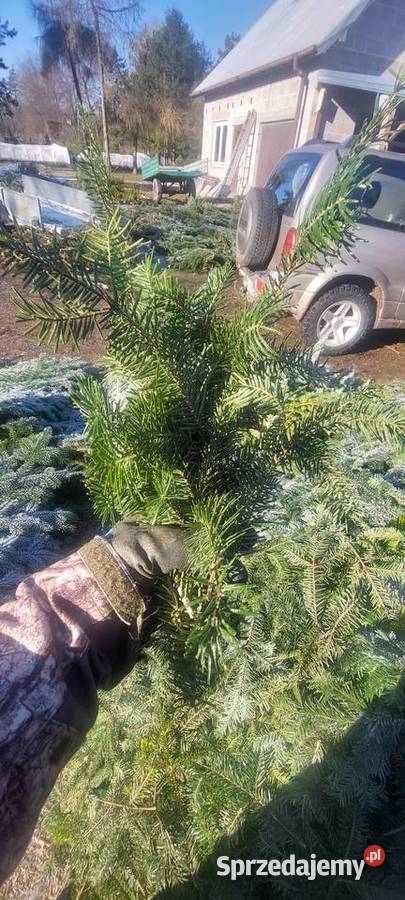 Drobne gałązki Stroisz Jodła pospolita