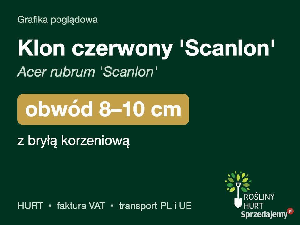 Klon czerwony Scanlon Acer rubrum obwód 810 z wielkopolskie sprzedam