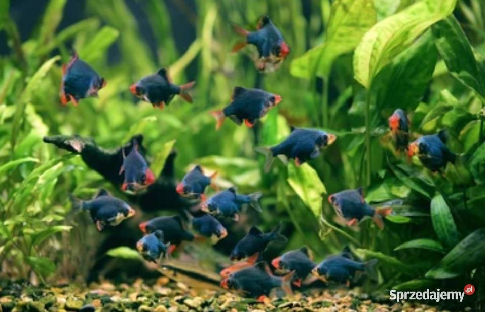 Brzanka sumatrzańska zielona Brzanka mszysta